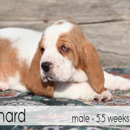 Richard - Red and white male Basset Hound puppy in Jefferson City, Missouri from Triple Hill Farm