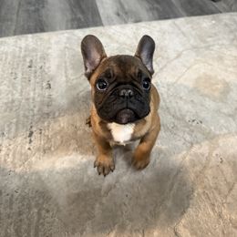 French Bulldog Puppies from Schoville Bulldogs