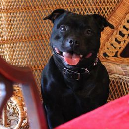 Staffordshire Bull Terrier All Grown Up from Ciera Staffords