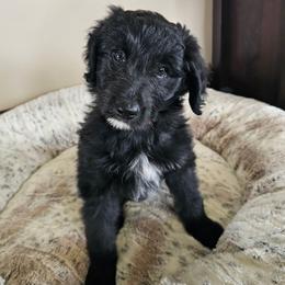 Aruba - Black female Bordoodle puppy in Fredericktown, Ohio from Brisby Bordoodles