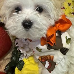 Maltese Puppies from The Royal Furbabies