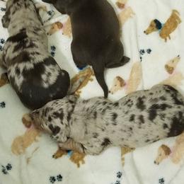 Dachshund puppies from Wulff's East LA Puppies