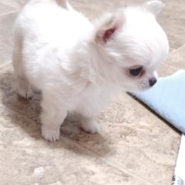 Georgia - Chocolate blue female Chihuahua puppy in Tyler, Alabama from Delinda's Chihuahuas