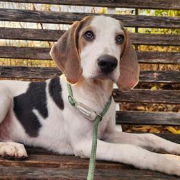 Anthony - Blue tan and white male Beagle puppy in Bois D Arc, Missouri from Country Home Pets and Farm