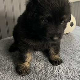 Girl 2 purple - Black and tan female German Shepherd puppy in Sharon Grove, Kentucky from Julie’s Shepherds