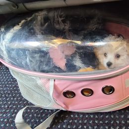 Aussiedoodle, Poodle, and Toy Australian Shepherd Puppies from Heartland Ranch