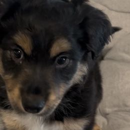 Miniature Australian Shepherds from West Texas Aussies