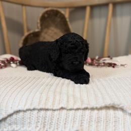 Benelli - Black male Goldendoodle puppy in Zeeland, Michigan from Dandelion Lane Doodles