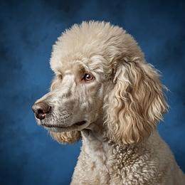 Nila - Poodle