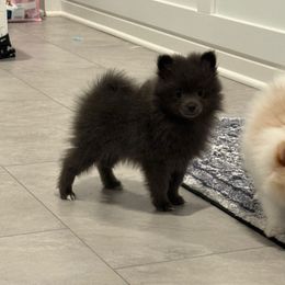 Blue girl - Blue female Pomeranian puppy in Cheektowaga, New York from Buffalo Pomeranians 716