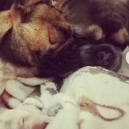 French Bulldogs from SouthernLuxe French Bulldogs