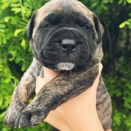 Anna - Fawn brindle female Bullmastiff puppy in San Antonio, Texas from Blushing Dawn Bullmastiffs