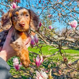 Dachshund and Miniature Schnauzer Puppies from The Bossy Doxie Farm