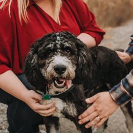 Kal - Tri-color Bernedoodle puppy in Knoxville, Tennessee from Bright Side Doodles