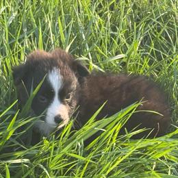 Trixie - Black & white female Miniature Australian Shepherd puppy in Stuart, Iowa from Arbor Hill Aussies
