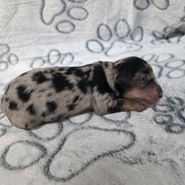 Dapple Girl - Dapple female Dachshund puppy in Choctaw, Oklahoma from TS Performance Horses & Dachshunds