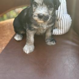Rocky road - Merle male Whoodle puppy in Gladewater, Texas from Kalin’s K9s