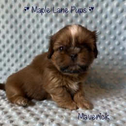 Maverick - Red male Shih Tzu puppy in Marion, Michigan from Maple Lane Pups
