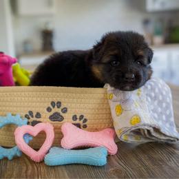 Tourmaline - Black and red female German Shepherd puppy in Windsor, South Carolina from Sinister Shepherds