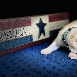 Labrador Retriever Puppies from Gochee Labs