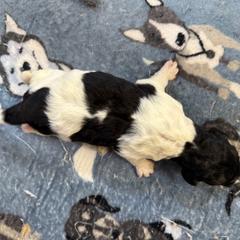 Girl 3 - female Newfypoo puppy in San Antonio, Texas from Mammoth Doodles