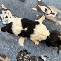 Girl 3 - female Newfypoo puppy in San Antonio, Texas from Mammoth Doodles