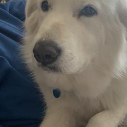 Gabby - Great Pyrenees