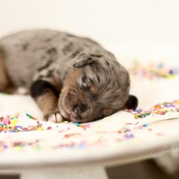 Frost - male Australian Mountain Doodle puppy in Spanish Fork, Utah from Little Puppy Co.