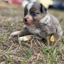 Mali - Blue merle female Australian Shepherd puppy in Orlando, Florida from Skaky Shepherds
