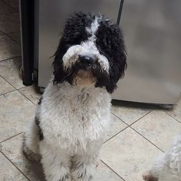 Sheepadoodles from Lola's Sheepadoodles
