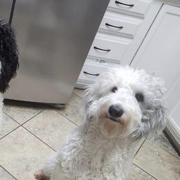 Sheepadoodles from Lola's Sheepadoodles
