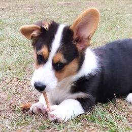 Cardigan Welsh Corgis from Grand Oaks Cardigan Welsh Corgis