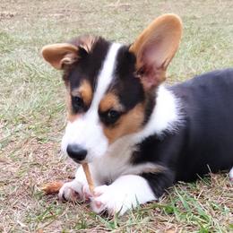 Cardigan Welsh Corgis from Grand Oaks Cardigan Welsh Corgis