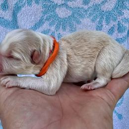 Orange Collar - Gold female Border Collie puppy in Mariposa, California from Team Reeves Ranch