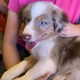 French Silk, AKC Mini Aussie, Red Merle Boy with Natural Tail - Red merle male Miniature Australian Shepherd puppy in Douglas, Arizona from Starry-Eyed Mini Aussies with Tails