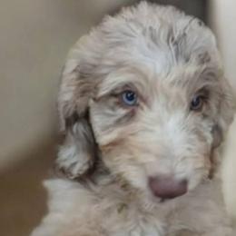 Bernedoodles, Bernese Mountain Dogs, Goldendoodles, and Shihpoos from Route 66 Poodles & Doodles, Sapphire Shih-tzu's of Ohio
