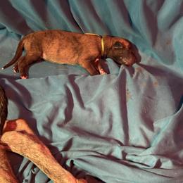 Boy 2 - Black brindle and white male Greyhound puppy in Mesa, Arizona from ARK Kennels