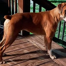 Boxers from Max Caliber Boxers