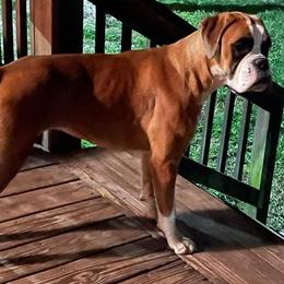 Boxers from Max Caliber Boxers