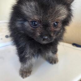 Sasha - Wolf sable female Pomeranian puppy in Austin, Texas from Heart Of Texas Pom's