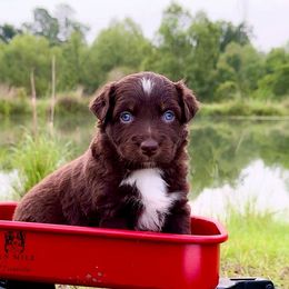 Aussiedoodle, Australian Shepherd, and Miniature Australian Shepherd Puppies from Ten Mile Aussies