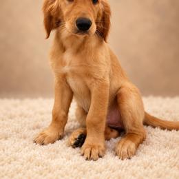 Mercedes - Golden female Golden Retriever puppy in Chicago, Illinois from Urbane Retrievers