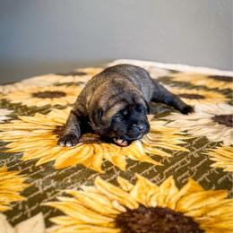 Green collar - Brindle female Anatolian Shepherd Dog puppy in Spokane, Washington from 4D Cattle Dogs