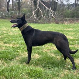 Riot - Belgian Malinois
