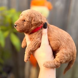 Butterball - Red male Assorted Doodle Crosses puppy in Hollywood, Florida from Little Red Doodle Co.