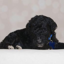 Balto - Black male Goldendoodle puppy in Guthrie, Oklahoma from Edmond Doodles, LLC