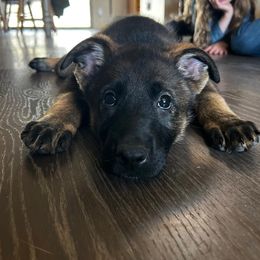 Viper - Sable German Shepherd puppy in Sierra Vista, Arizona from KnightWatch K-9