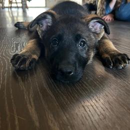 Viper - Sable German Shepherd puppy in Sierra Vista, Arizona from KnightWatch K-9