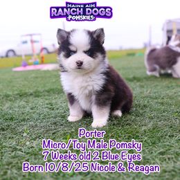 Porter - Black and white male Pomsky puppy in Humeston, Iowa from M.A.R. Dogs