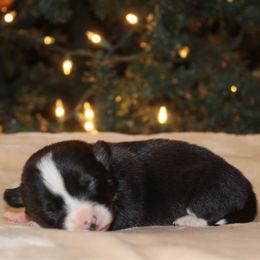 Goldie - Black and tan female Pembroke Welsh Corgi puppy in Leonard, Texas from Southern Rose Corgis